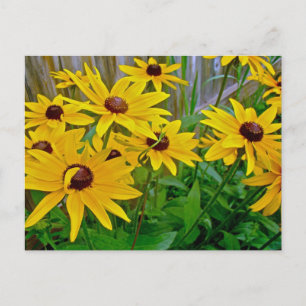 Black-Eyed Susan Wildflower Briefkaart