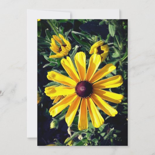 Black-Eyed Susan Yellow Flower Kaart (Voorkant)