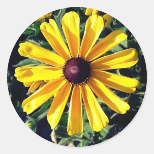 Black-Eyed Susan Yellow Flower Ronde Sticker (Voorkant)