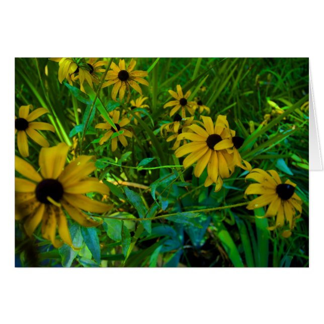 Black-Eyed Susans (Voorkant Horizontaal)