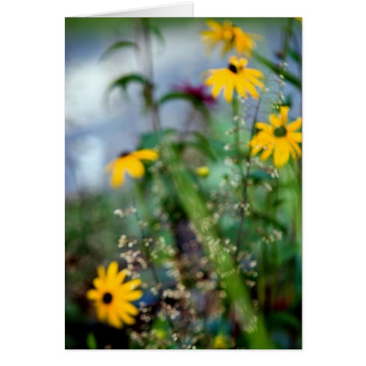 Black Eyed Susans (Voorkant)