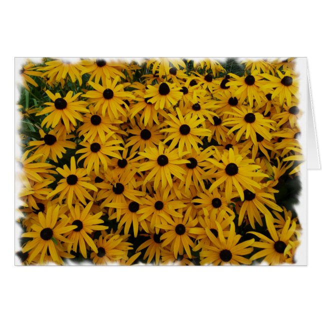 Black Eyed Susans (Voorkant Horizontaal)