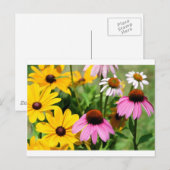 Black Eyed Susans and Pink Coneflower Daisy Garden Briefkaart (Voorkant / Achterkant)