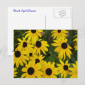 Black-Eyed Susans Briefkaart (Voorkant / Achterkant)
