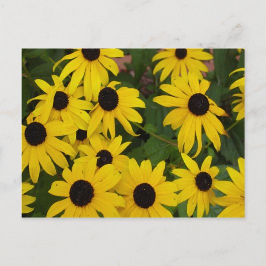 Black-Eyed Susans Briefkaart (Voorkant)