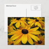 Black-Eyed Susans Briefkaart (Voorkant / Achterkant)