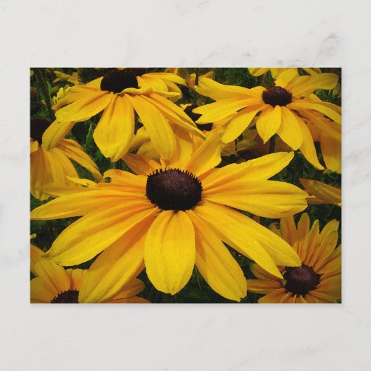 Black-Eyed Susans Briefkaart (Voorkant)
