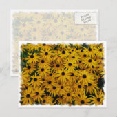 Black Eyed Susans Briefkaart (Voorkant / Achterkant)