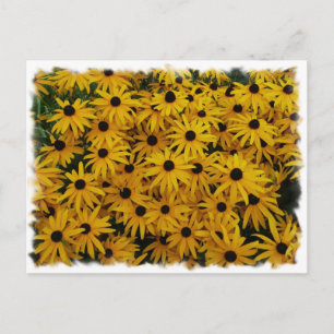 Black Eyed Susans Briefkaart