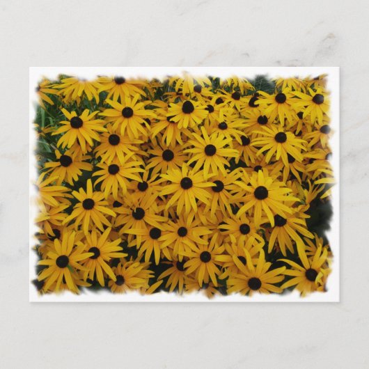 Black Eyed Susans Briefkaart (Voorkant)