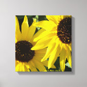 Black Eyed Susans Canvas Afdruk (Voorkant)