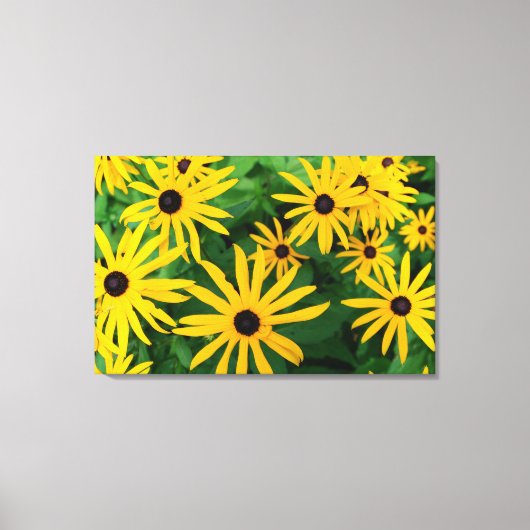 Black-Eyed Susans Canvas Afdruk (Voorkant)