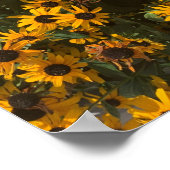 Black eyed Susan's Flowers, Floral, Photography Poster (Hoek)