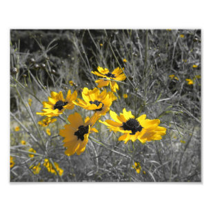 Black Eyed Susans Foto Afdruk