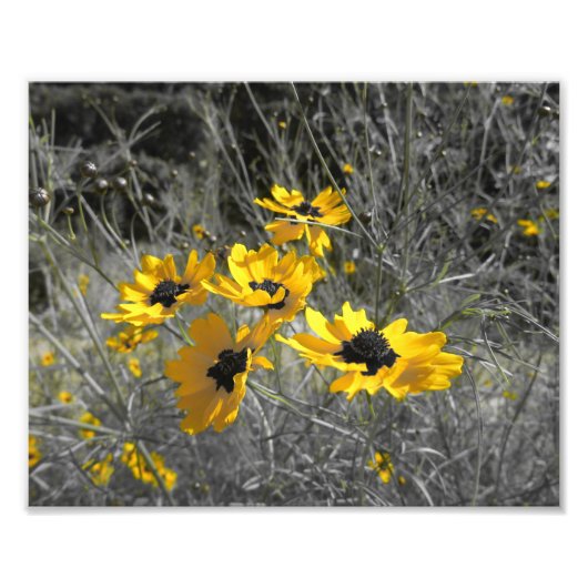 Black Eyed Susans Foto Afdruk (Voorkant)