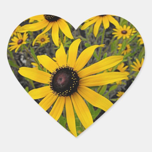 Black Eyed Susans Hart Sticker (Voorkant)