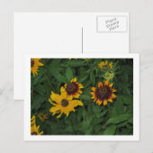 Black Eyed Susans in Longwood Gardens, PA Briefkaart (Voorkant / Achterkant)