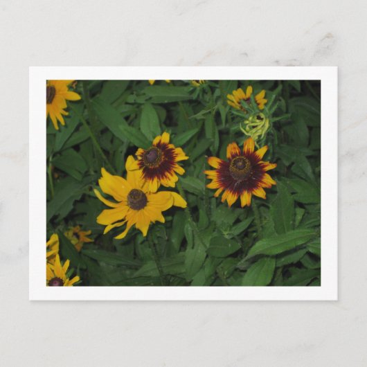 Black Eyed Susans in Longwood Gardens, PA Briefkaart (Voorkant)