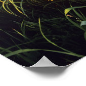 Black eyed Susans in tallgrasprairie bij Neil Poster (Hoek)