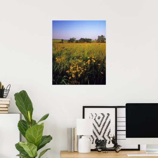 Black eyed Susans in tallgrasprairie bij Neil Poster (Thuiskantoor)