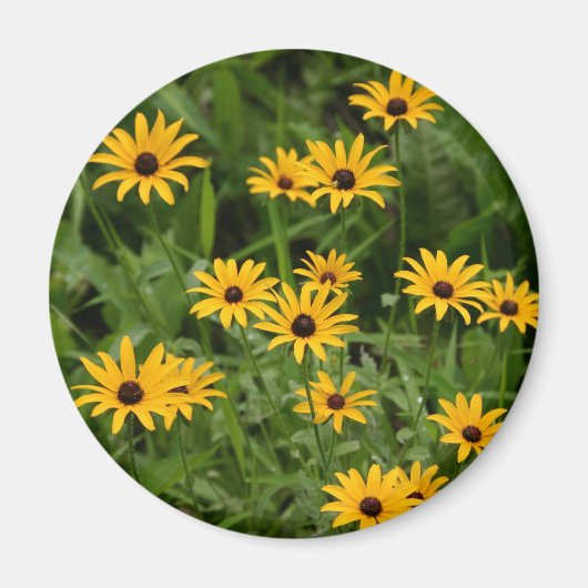 Black-Eyed Susans magnet (Voorkant)