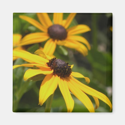 Black Eyed Susans Magnet (Voorkant)