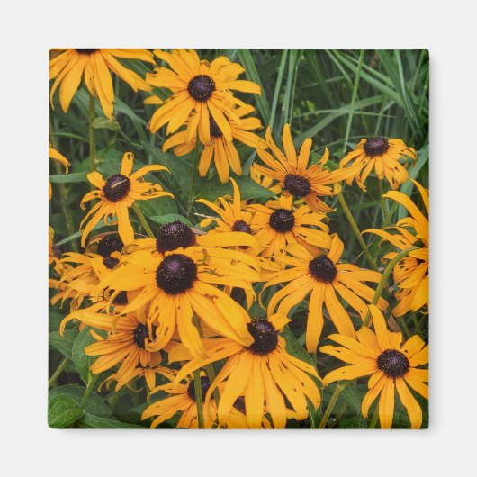 Black Eyed Susans Magnet (Voorkant)