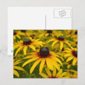 Black Eyed Susans Perspective Post Card Briefkaart (Voorkant / Achterkant)