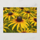 Black Eyed Susans Perspective Post Card Briefkaart (Voorkant)