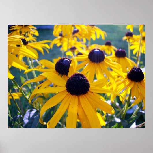 Black Eyed Susans Poster (Voorkant)