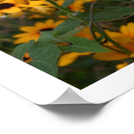 Black Eyed Susans Poster (Hoek)