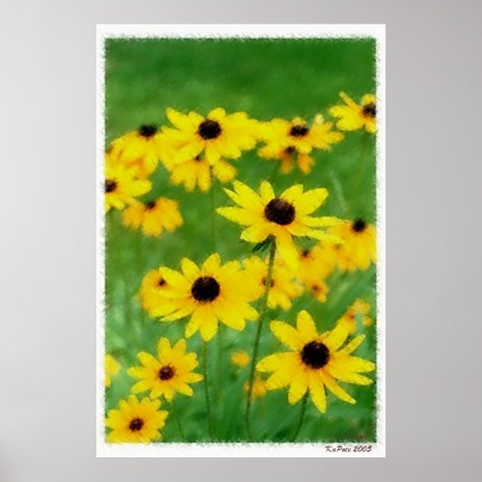 Black Eyed Susans Poster (Voorkant)