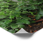 Black Eyed Susans Poster (Hoek)