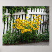 Black Eyed Susans Poster (Voorkant)