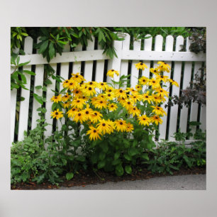 Black Eyed Susans Poster