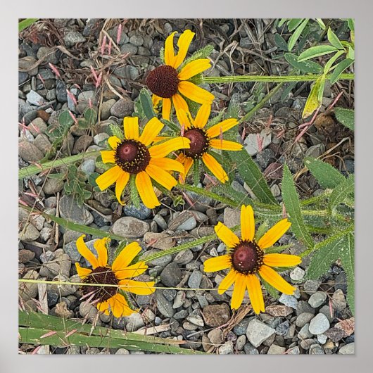 Black-eyed Susans Poster (Voorkant)