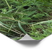 Black-eyed Susans Poster (Hoek)