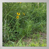 Black-eyed Susans Poster (Voorkant)