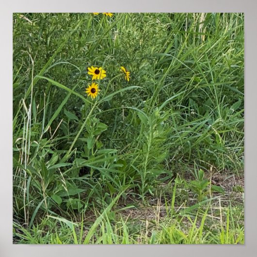 Black-eyed Susans Poster (Voorkant)