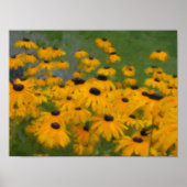 Black Eyed Susans Poster (Voorkant)