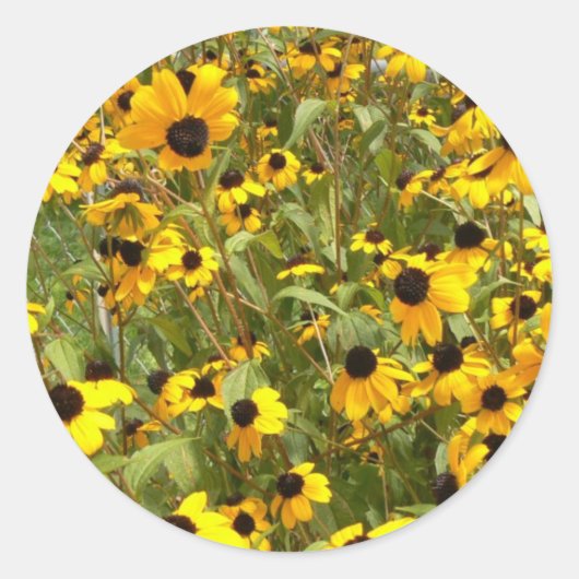 Black-Eyed Susans Ronde Sticker (Voorkant)