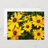 Black Eyed Susans- Rudbeckias Briefkaart (Voorkant / Achterkant)