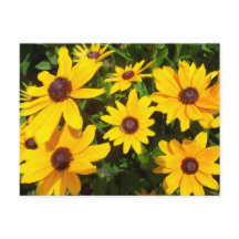 Black Eyed Susans- Rudbeckias