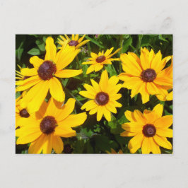 Black Eyed Susans- Rudbeckias Briefkaart
