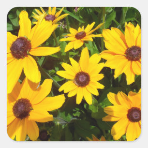Black Eyed Susans- Rudbeckias Vierkante Sticker