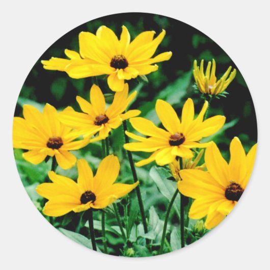 Black Eyed Susans Stickers (Voorkant)