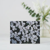 Black-Eyed White Daisies bloemen Briefkaart (Staand voorkant)
