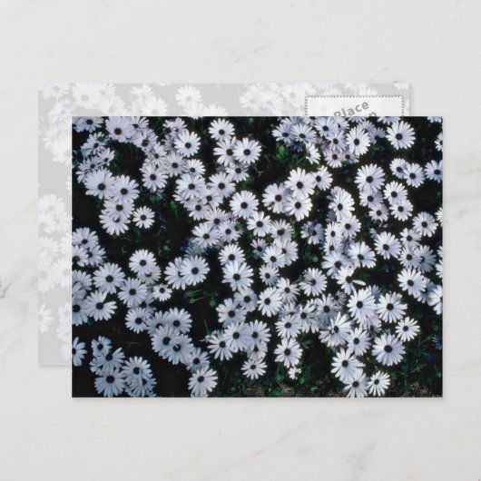 Black-Eyed White Daisies bloemen Briefkaart (Voorkant / Achterkant)