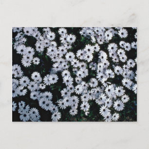 Black-Eyed White Daisies bloemen Briefkaart
