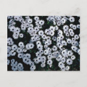 Black-Eyed White Daisies bloemen Briefkaart (Voorkant)